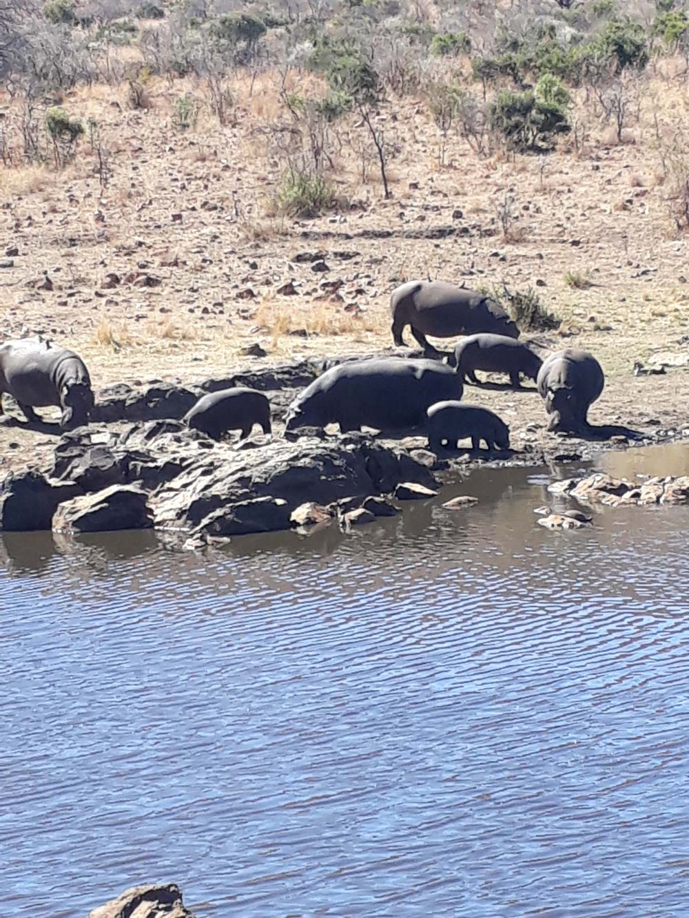 Pilanesburg Safari Tour - Image 26